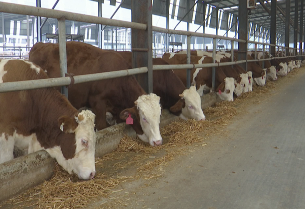 《中安在線》10月18日報道：埇橋區(qū)：秸稈變飼料 種養(yǎng)雙增效